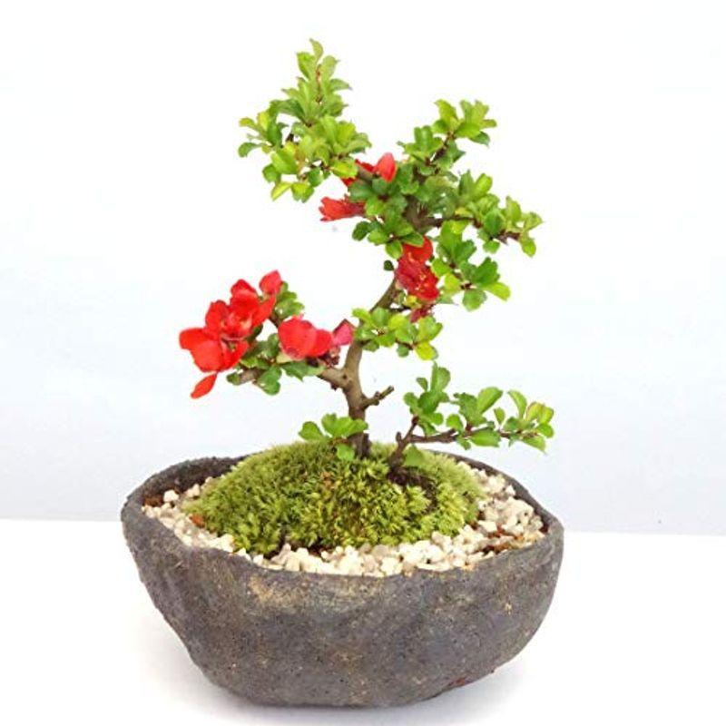 現在落葉中年に数回可憐な花が楽しめます紅長寿梅 べにちょうじゅばい の盆栽 くらま鉢 化粧砂の色 矢作砂 Toatoa 通販 Yahoo ショッピング
