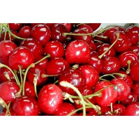 さくらんぼ アメリカンチェリー 約4kg アメリカ産 送料無料 父の日 お中元 プレゼント ギフト サクランボ 桜ん坊 Usaチェリー お中元 Americancherries 4kg 京の老舗の果物屋 鳥羽伊三 通販 Yahoo ショッピング