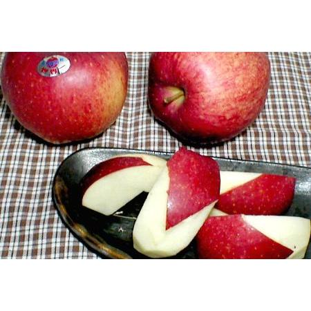 世界一リンゴ せかいいちりんご 約5kg 超大玉 8〜11個入り 産地 世界一リンゴ せかいいちりんご 約5kg 超大玉 8〜11個入り 産地
