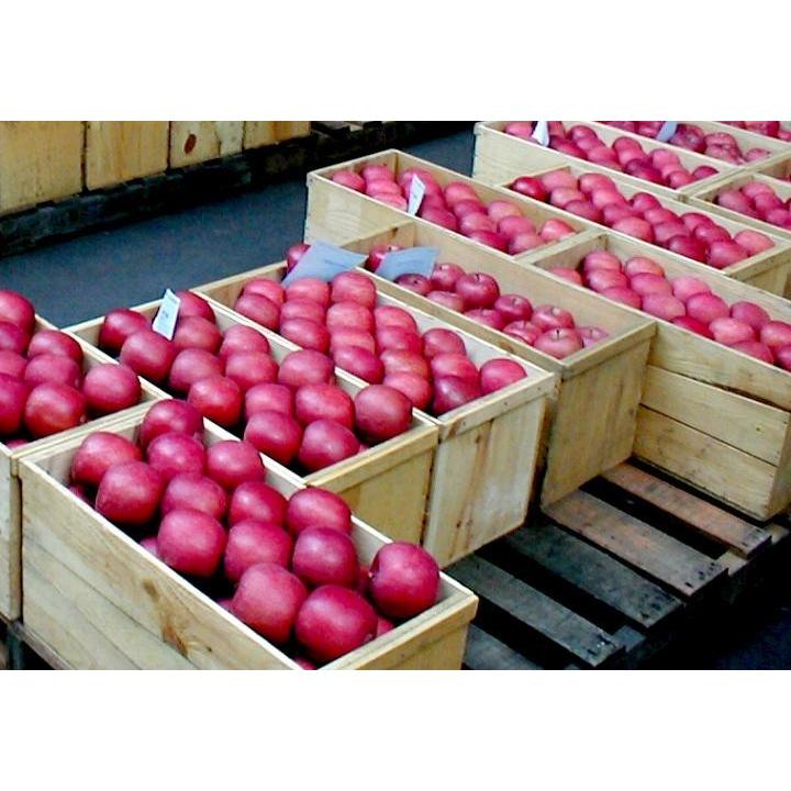 サンふじリンゴ CA貯蔵 約10ｋｇ 大玉 28〜32個入り 青森産|長期貯蔵りんご １０キロ アップル 林檎 青森みやげ｜tobaisa｜07