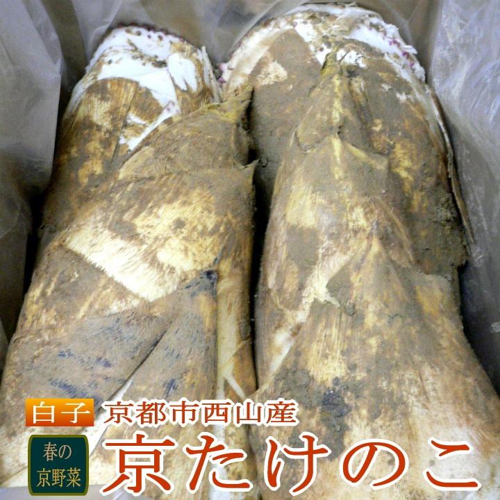 筍 朝掘り 京たけのこ 白子 しろこ 特選品 約4kg 4〜8本前後 筍 朝掘り 京たけのこ 白子 しろこ 特選品 約4kg 4〜8本前後