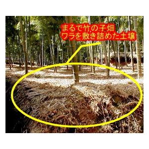 筍 朝掘り 京たけのこ 白子 しろこ 特選品 約4kg 4〜8本前後 筍 朝掘り 京たけのこ 白子 しろこ 特選品 約4kg 4〜8本前後