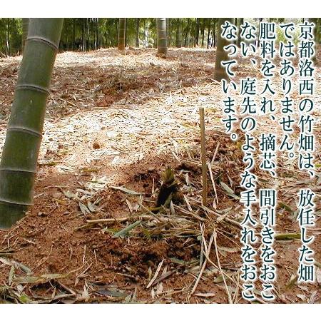 筍 朝掘り 京たけのこ 白子 しろこ 特選品 約4kg 4〜8本前後 筍 朝掘り 京たけのこ 白子 しろこ 特選品 約4kg 4〜8本前後