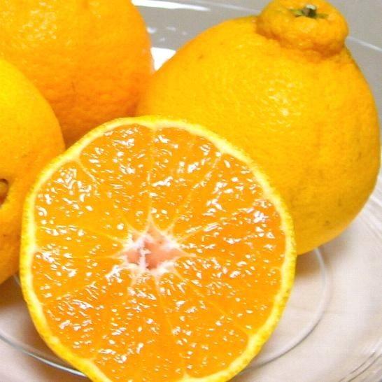 不知火 訳あり しらぬひ 約2kg サイズお任せ 9〜11個前後入り 不知火 訳あり しらぬひ 約2kg サイズお任せ 9〜11個前後入り
