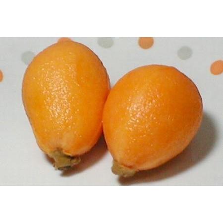 田村びわ 2Lサイズ 32個前後 4パック入り 約1.7kg 和歌山産 有田|紀州 茂木枇杷 もぎびわ たむらびわ 初夏のフルーツ : 京の ...