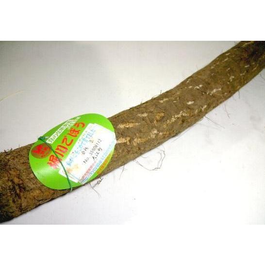 ごぼう 堀川ごぼう ほりかわごぼう 2lサイズ 1本 京都産 京野菜 京やさい 伝統野菜 牛蒡 ゴボウ ご当地グルメ Kyoyasai Gobo 2l S1 京の老舗の果物屋 鳥羽伊三 通販 Yahoo ショッピング