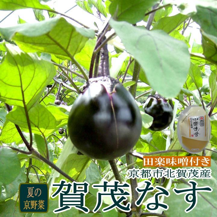 なす 賀茂ナス かもなす 大玉 2Lサイズ 5個入り 京都上賀茂産 京野菜|京ブランド産品 京やさい 賀茂なす カモナス カモなす 丸なす 茄子｜tobaisa