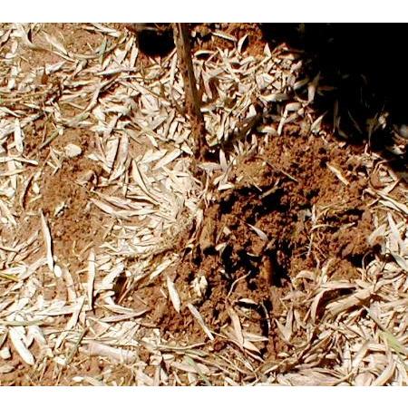 筍 朝掘り 京 たけのこ 約4kg 4〜10本前後 米ぬかプレゼント お 筍 朝掘り 京 たけのこ 約4kg 4〜10本前後 米ぬかプレゼント お