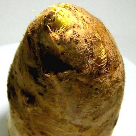 筍 朝掘り 京 たけのこ 約4kg 4〜10本前後 米ぬかプレゼント お 筍 朝掘り 京 たけのこ 約4kg 4〜10本前後 米ぬかプレゼント お