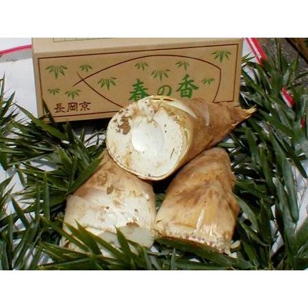 筍 朝掘り 京 たけのこ 約4kg 4〜10本前後 米ぬかプレゼント お 筍 朝掘り 京 たけのこ 約4kg 4〜10本前後 米ぬかプレゼント お