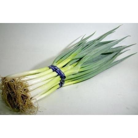 九条ネギ くじょうねぎ 6本前後入り 京都産 京野菜 京都伝統野菜