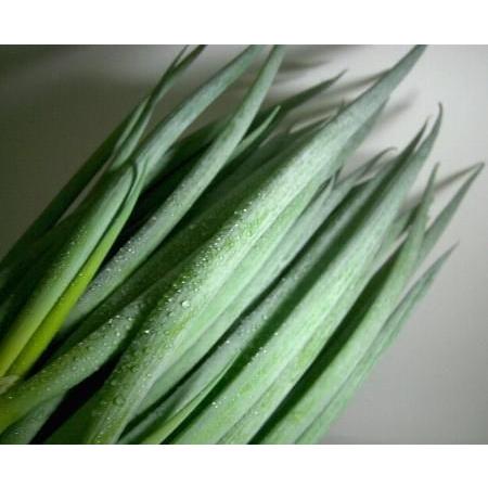 京都府産　無農薬　九条ねぎ苗　500本　本場の京野菜 京都府産 九条ネギ苗 500本 家庭菜園や畑に！甘くて柔らか