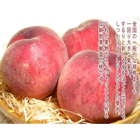 もも 加納岩果樹園の桃 約5kg 特大 12個入り 第一回農林水産大臣