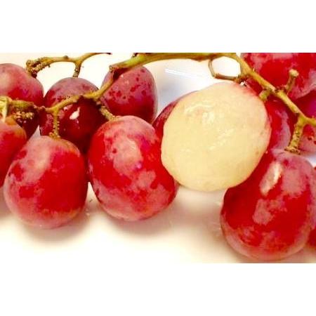 ぶどう レッドグローブ 約４ｋｇ チリ アメリカ産 種あり グレープ フルーツ ブドウ 葡萄 Redglobe 4k 京の老舗の果物屋 鳥羽伊三 通販 Yahoo ショッピング