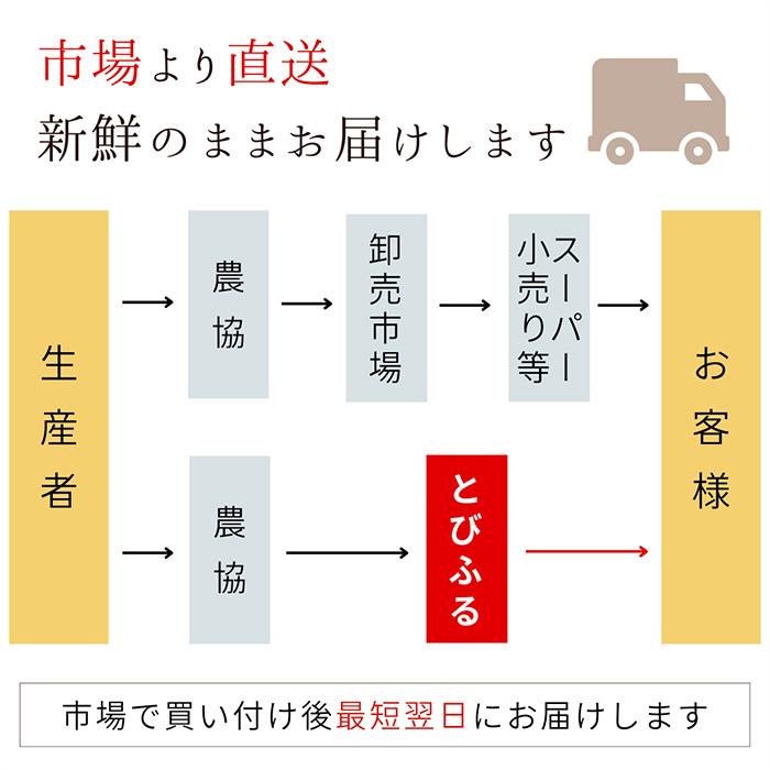 季節のフルーツセットB（りんご / みかん / ぶどう2品種） |  | 15