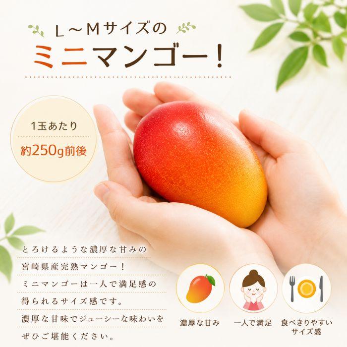 季節のフルーツセットB（りんご / みかん / ぶどう2品種） |  | 03