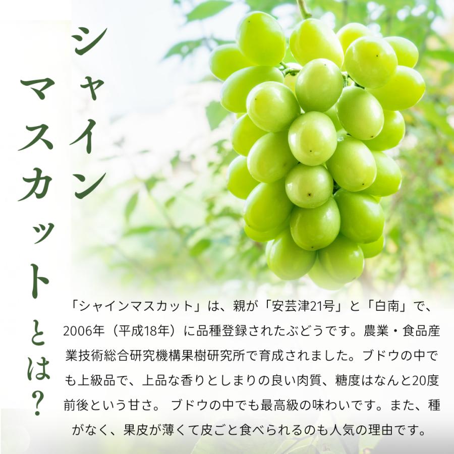 果物　シャインマスカット ぶどう　葡萄　4kg 房入り　2箱セット 楽天市場】ぶどう シャインマスカット ギフト 山梨県産 産地直送