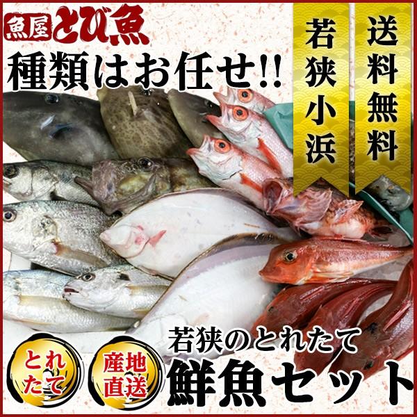 最大72%OFFクーポン 鮮魚セット 獲れたて鮮魚 送料0円 種類はおまかせ 季節の魚介を詰め合わせ 送料無料 魚 海産物