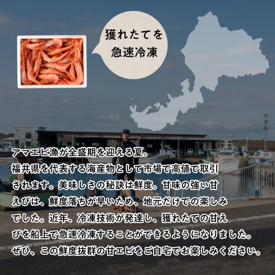 たっぷり 福井県産 甘えび 子なし 1kg 約100尾 (50尾×2) お刺身 生食可 甘海老 甘エビ アマエビ ホッコクアカエビ 鮮度抜群 船上凍結 日本海産 送料無料 |  | 02