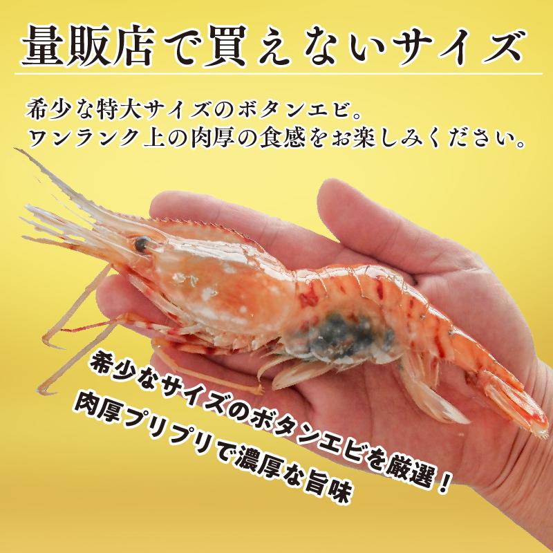 特大 ボタンエビ 子持ち 満足1kg (16から20尾前後)お刺身 生食可 塩焼き 天ぷらに えび ぼたんえび 送料無料 |  | 02