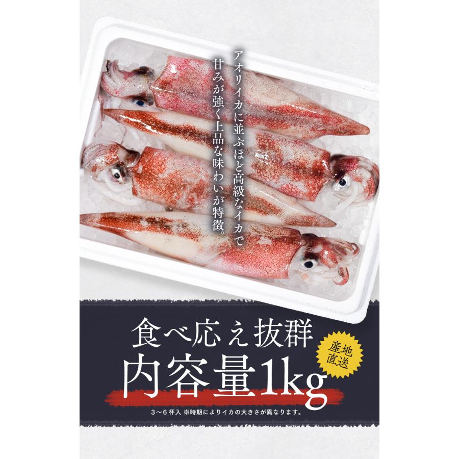 [ 水揚次第発送 ] 【朝どれ 産地直送】剣先白いか 生 1kg (3〜6杯) 生いか 剣先イカ 剣先 いか イカ 烏賊 白イカ 福井県若狭町が誇る最高品質  kensakiika1kg｜tobiuo｜07