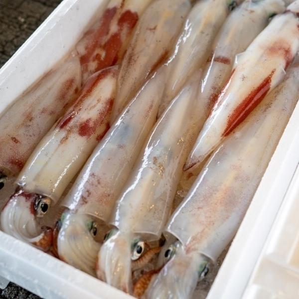 剣先いか 赤いか ケンサキイカ 2kg 6 12杯 国産 若狭湾又は九州地方 入荷次第発送 送料無料 Kensakiika2kg 魚屋 とび魚 通販 Yahoo ショッピング