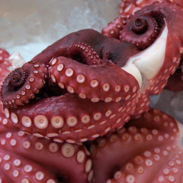 たこ 活〆 1kg以上 2尾 新鮮さ抜群 若狭 マダコ まだこ タコ 蛸 生 送料無料 Madako 2kg 魚屋 とび魚 通販 Yahoo ショッピング