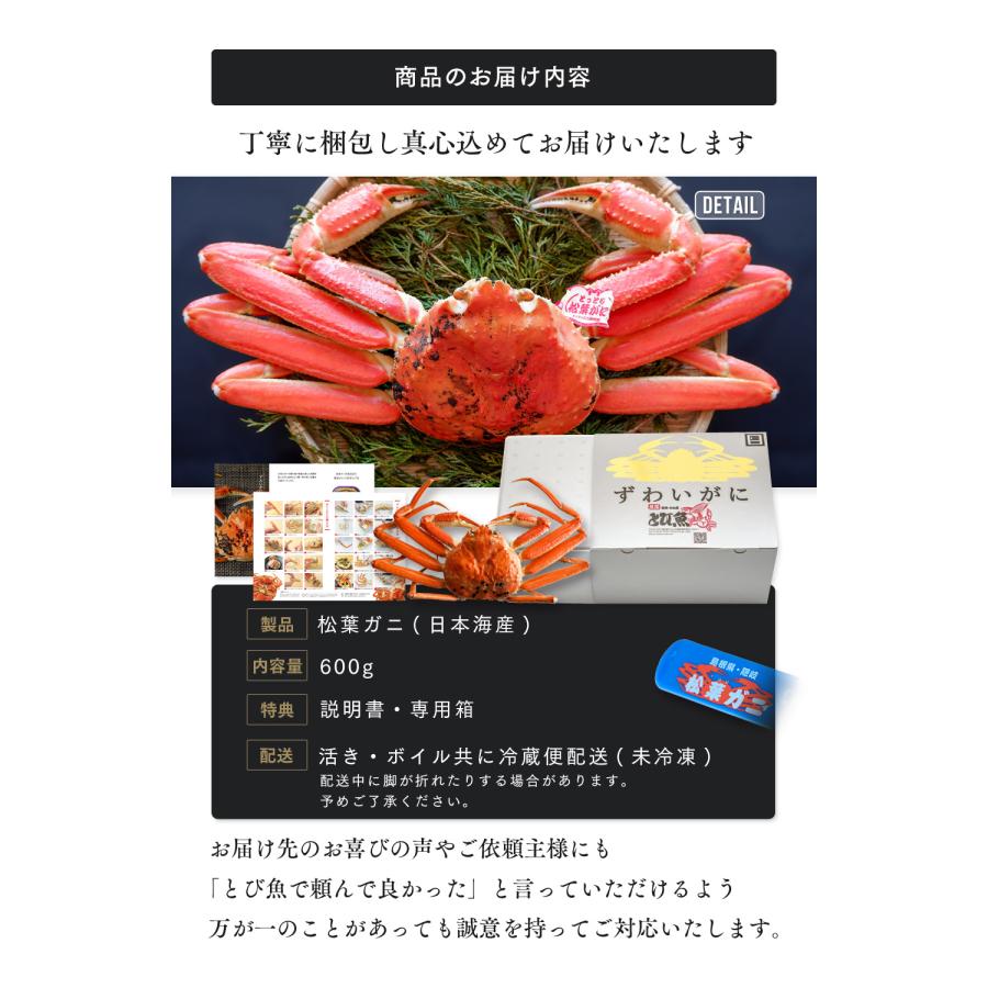 2024年1月8日以降配送 ] 松葉ガニ 600g 未冷凍 (活 ボイルから