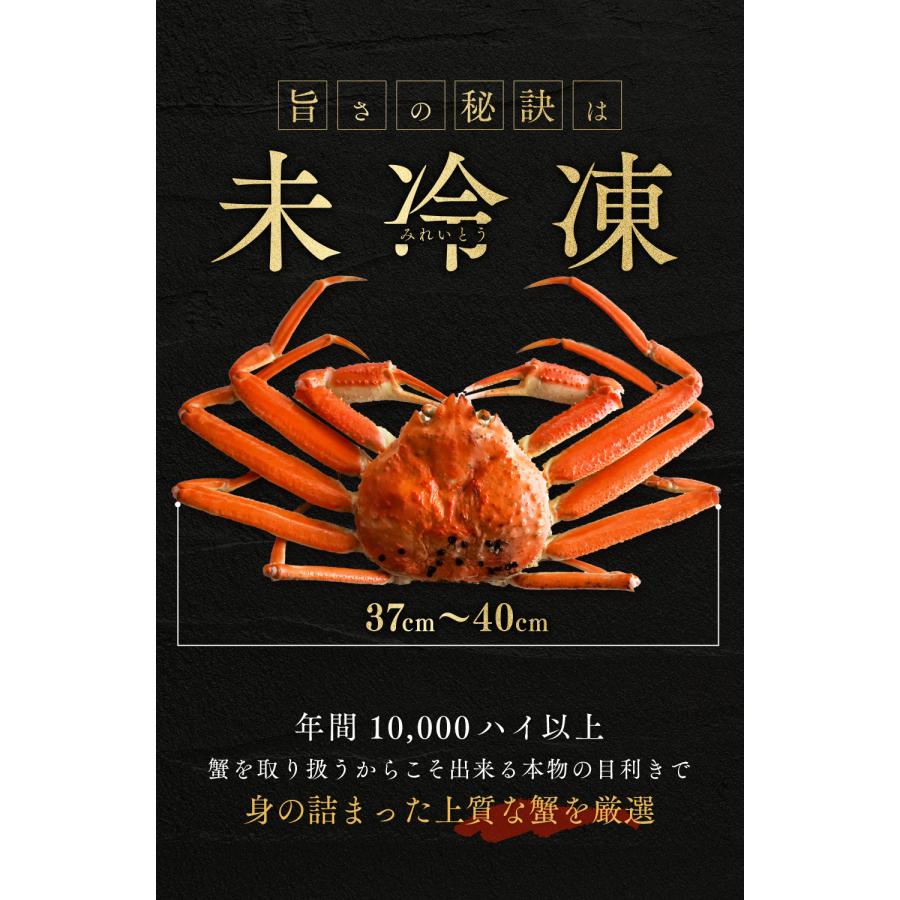 [ 水揚次第発送 ] 松葉ガニ 600g 未冷凍 (活 ボイルから選べる) 日本海 国産 蟹 matuba600｜tobiuo｜06