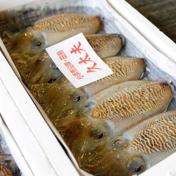 モンゴウイカ 1kg 2 6杯 朝どれ新鮮 若狭 紋甲いか 水揚げ次第発送 送料無料 Monkouika1kg 魚屋 とび魚 通販 Yahoo ショッピング
