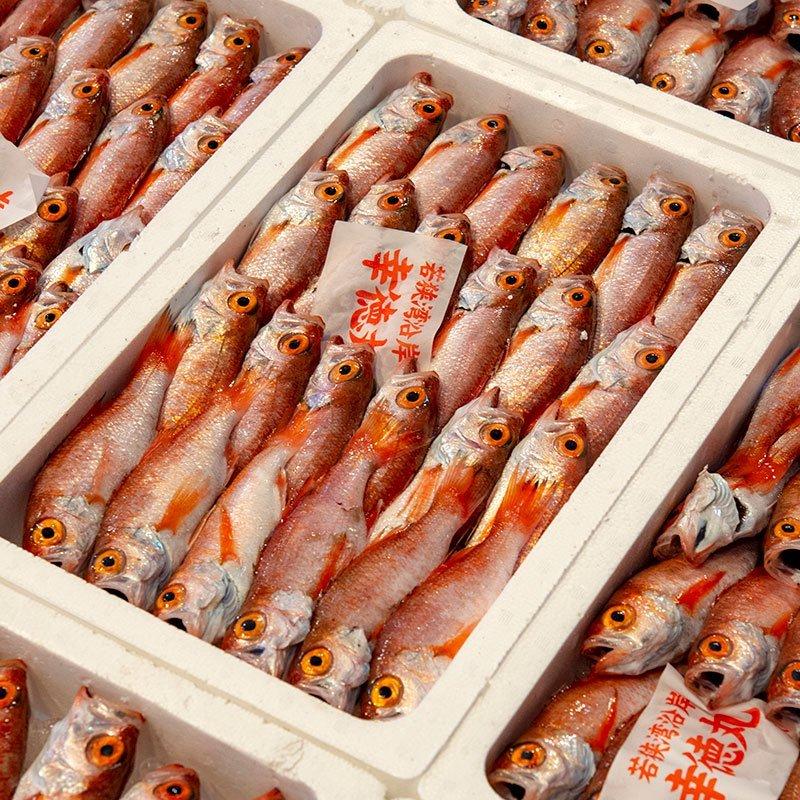 のどぐろ 500g 4尾前後 約15 cm ノドグロ アカムツ 天然 獲れたて 国産 生 送料無料 Nodoguro 魚屋 とび魚 通販 Yahoo ショッピング