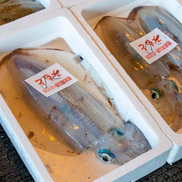 水揚次第発送 ] ≪ 産地直送 ≫ 朝どれ 親アオリイカ 1尾(900g以上