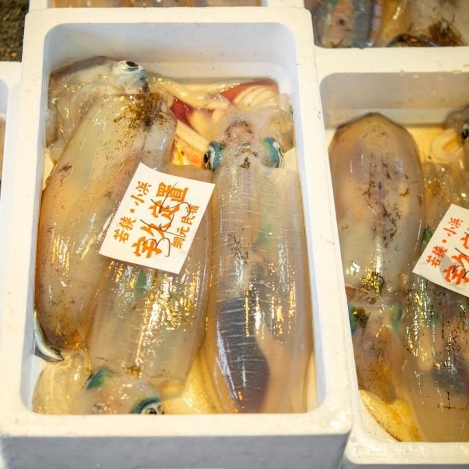 水揚次第発送 ] ≪ 産地直送 ≫ 朝どれ 親アオリイカ 1尾(900g以上