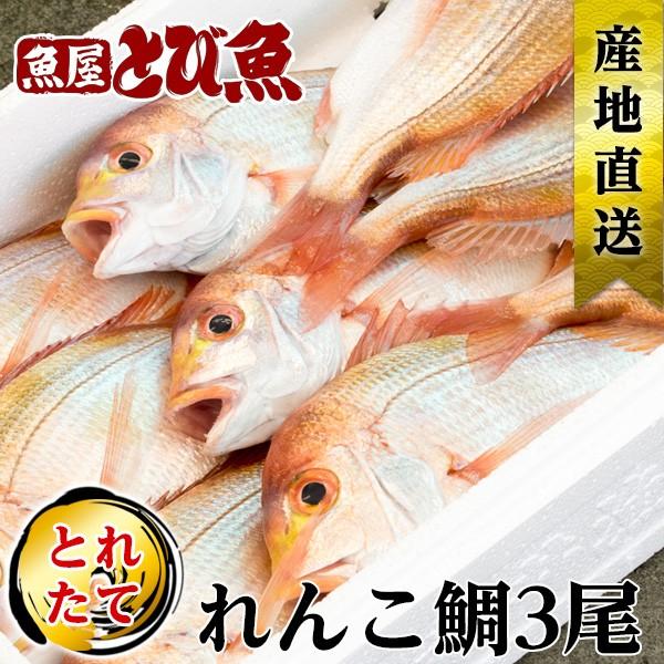 [ 水揚次第発送 ] ≪家計応援価格≫レンコ鯛 3尾 1.2kg 25cm〜30cm前後 福井県産 国産 産地直送 食べやすいサイズ 天然 獲れたて 美味しい renkodai | 