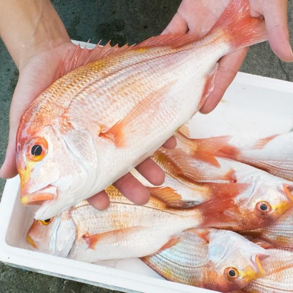 [ 水揚次第発送 ] ≪家計応援価格≫レンコ鯛 3尾 1.2kg 25cm〜30cm前後 福井県産 国産 産地直送 食べやすいサイズ 天然 獲れたて 美味しい renkodai |  | 01