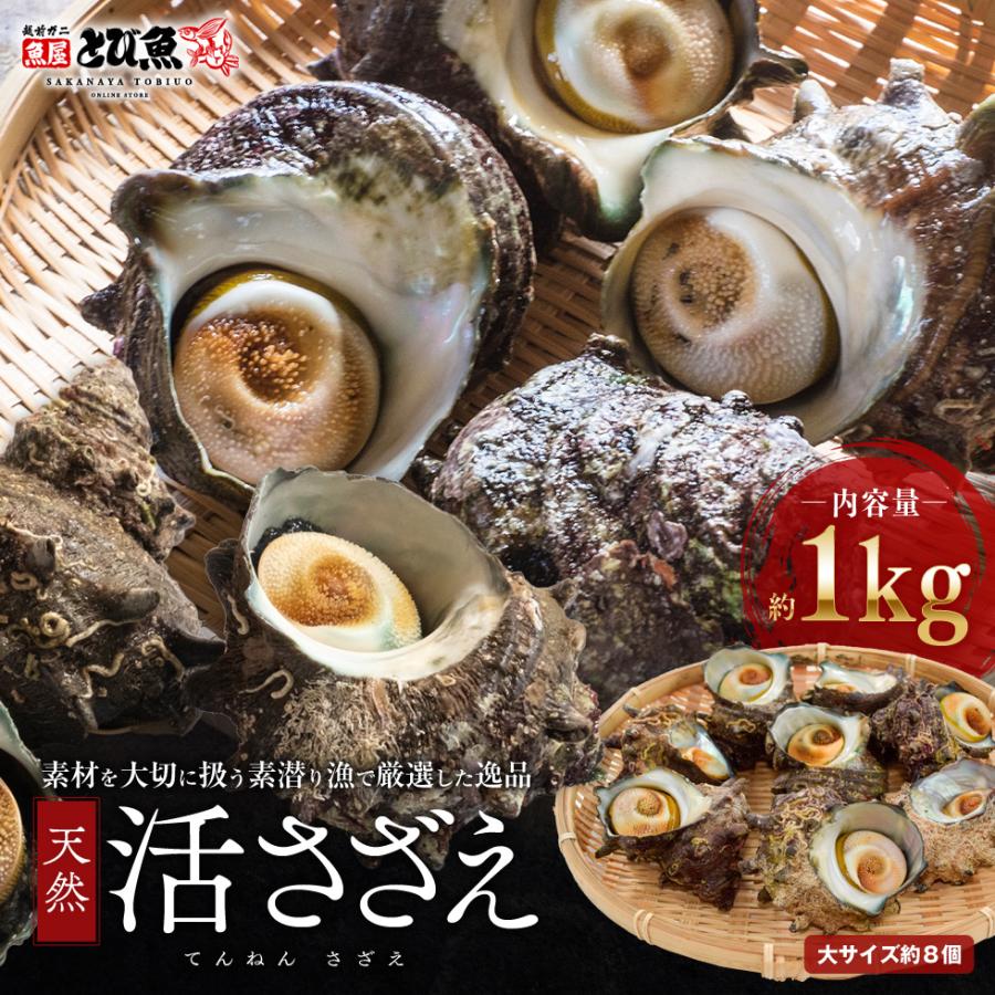 水揚次第発送 ] 福井県産 天然 活 サザエ 大サイズ 1kg (8個前後) 生食