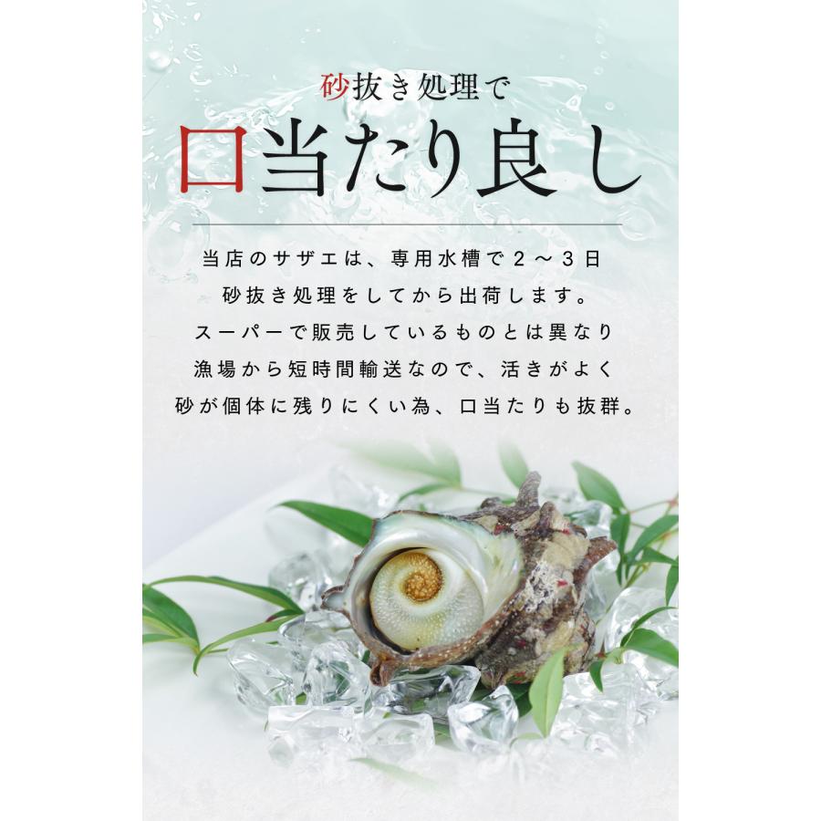 水揚次第発送 ] ≪家計応援価格≫福井県産 天然 活 サザエ 1kg (サイズ