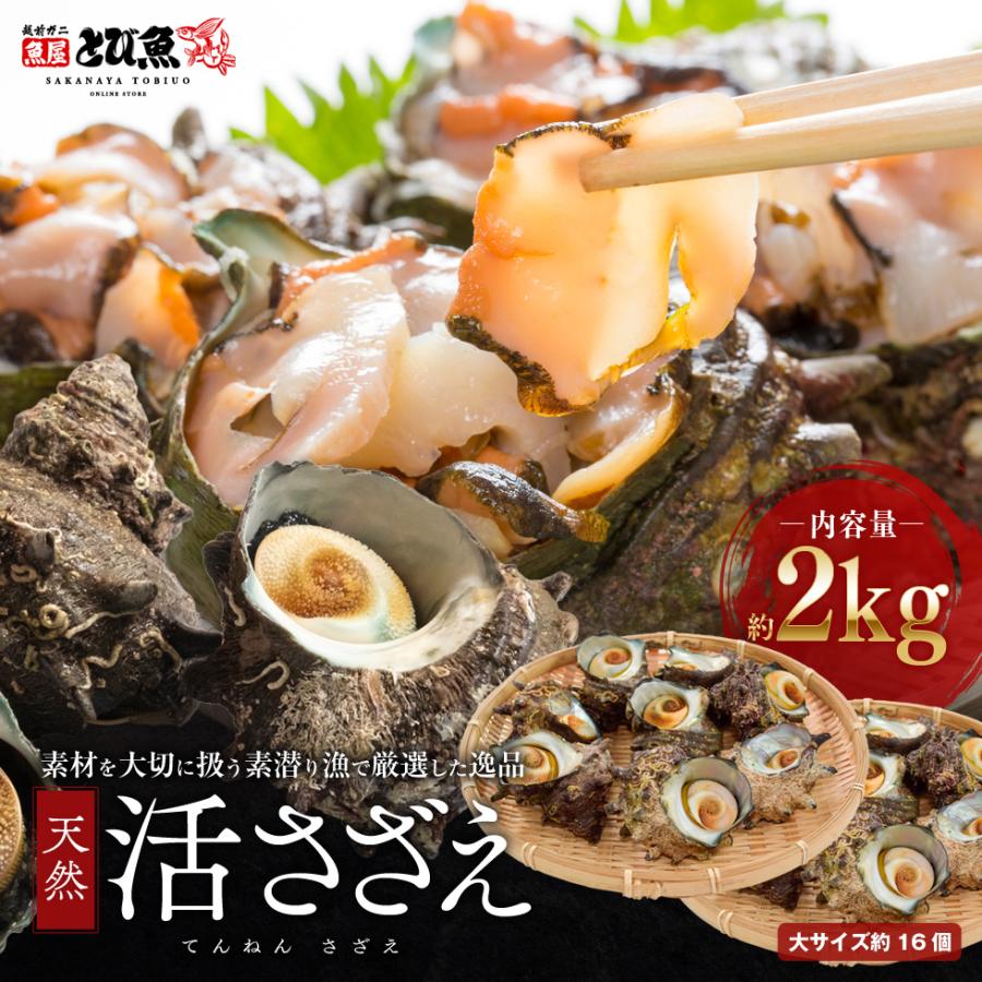 送料無料】福井県産 天然 活 サザエ 2kg (大サイズ約16個) 生食 刺身可
