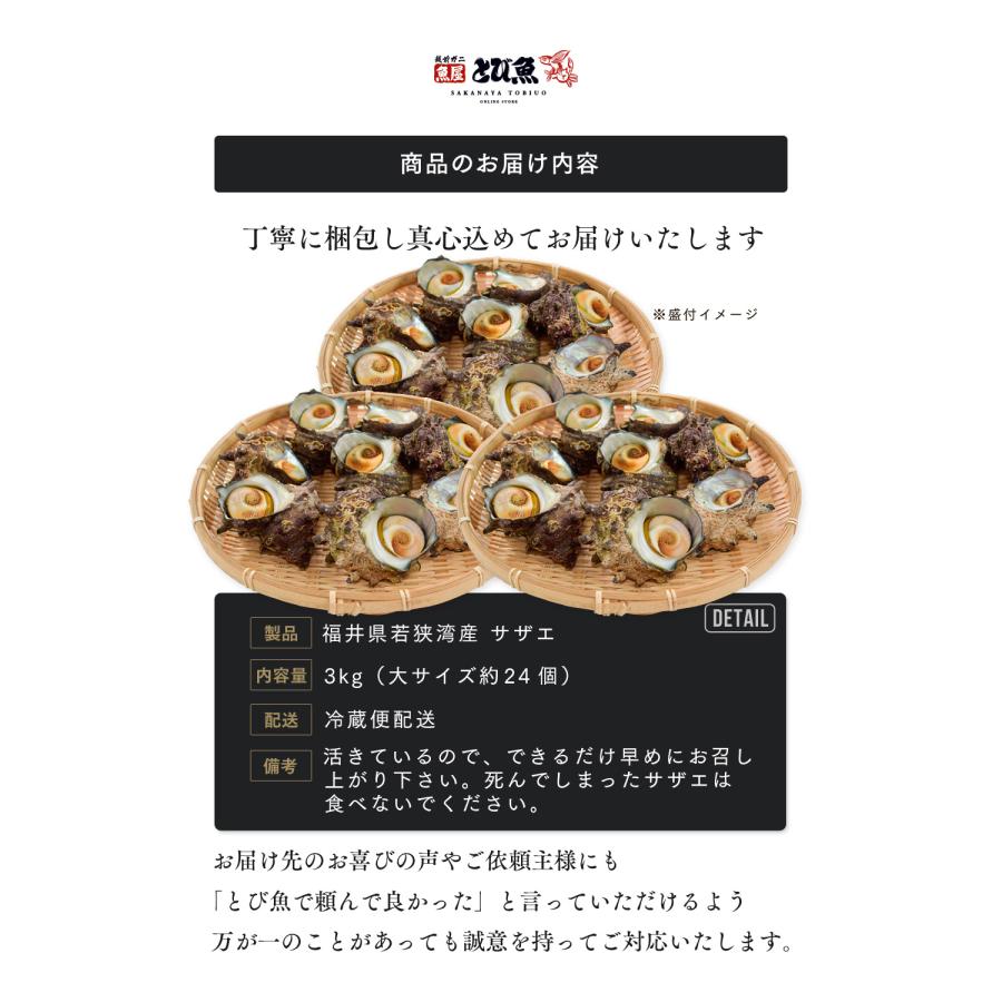 送料無料】福井県産 天然 活 サザエ 3kg (大サイズ約24個) 生食 刺身可