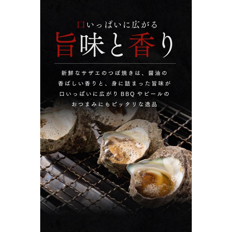送料無料】福井県産 天然 活 サザエ 3kg (大サイズ約24個) 生食 刺身可
