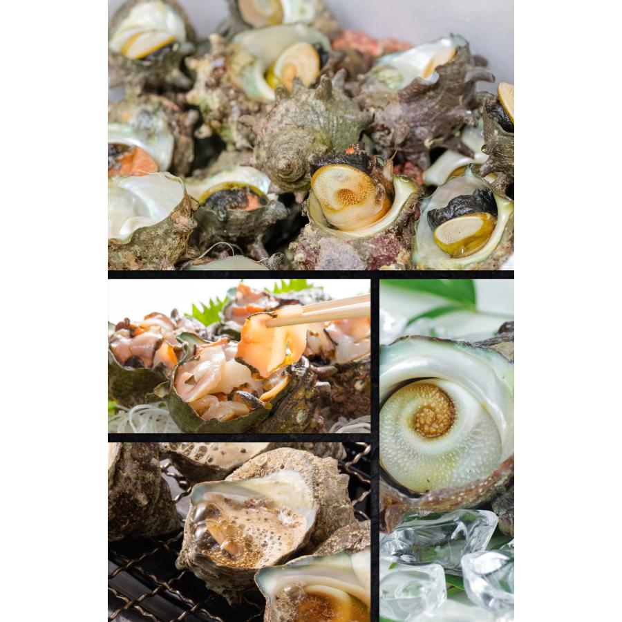 送料無料】福井県産 天然 活 サザエ 3kg (大サイズ約24個) 生食 刺身可