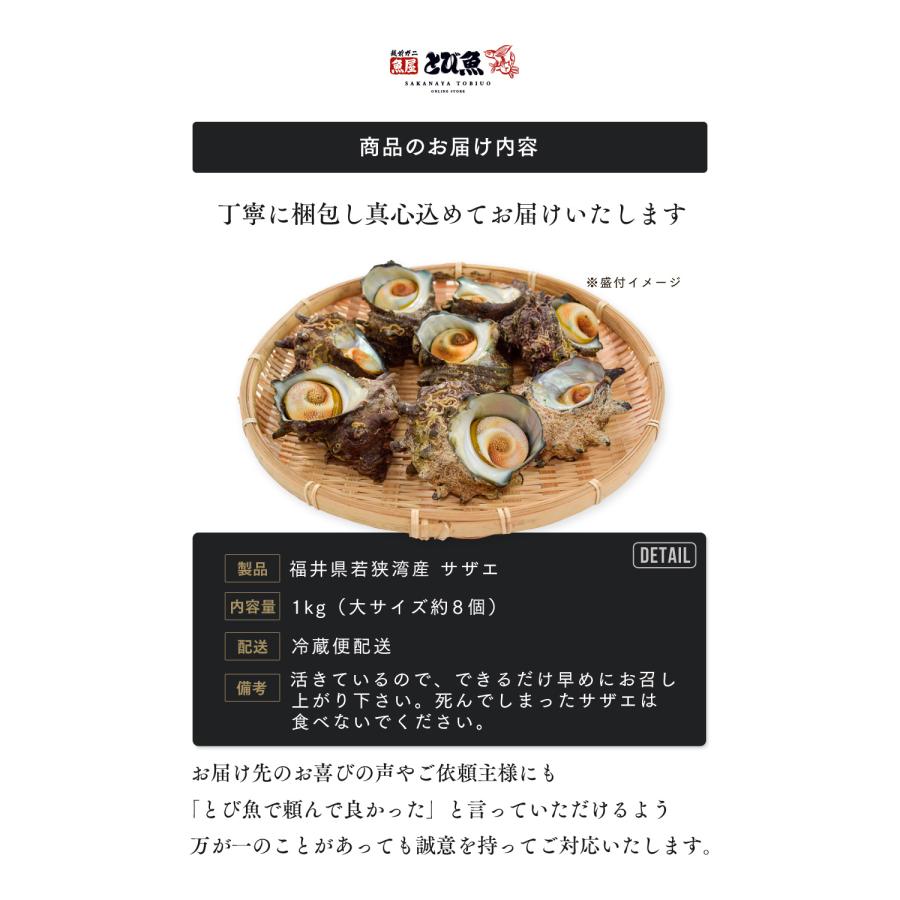 水揚次第発送 ] 福井県産 天然 活 サザエ 大サイズ 1kg (8個前後) 生食