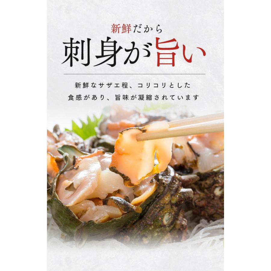 水揚次第発送 ] 福井県産 天然 活 サザエ 大サイズ 1kg (8個前後) 生食