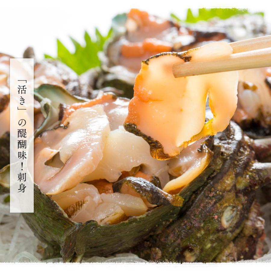 水揚次第発送 ] 福井県産 天然 活 サザエ 大サイズ 1kg (8個前後) 生食