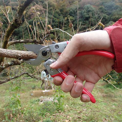 アルス アンビル剪定鋏 180mm VA-7Z : プロツールショップとぎやヤフー