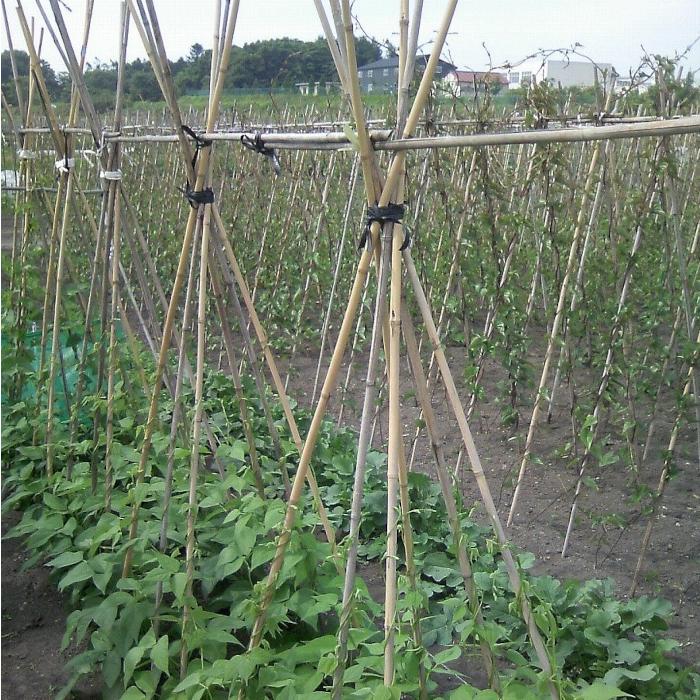 北海道内法人様限定】女竹 7尺 約210cm 10本束×5束 50本 竹 天然竹