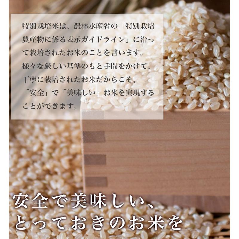 【R7年産】【数量限定】ゆめぴりか 10kg玄米 ゆめぴりか 期間限定ポイント 10倍! 玄米 送料無料 令和7年産 北海道米