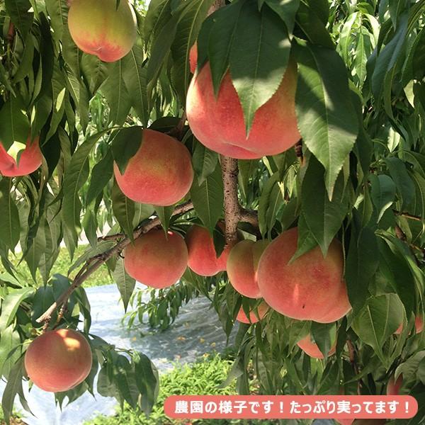 福島県産 訳あり桃 4.7kg(15〜28玉)福島県桑折町の桃を産地直送 送料