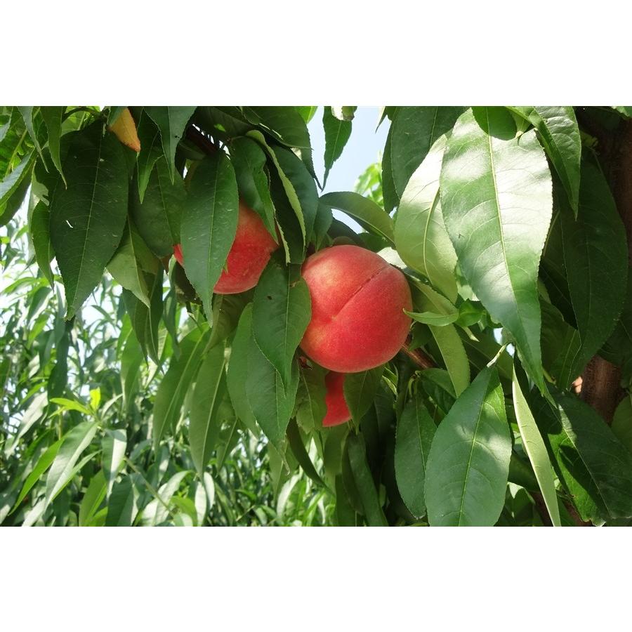 送料無料 桃の恵み 桃ジュース ストレート 190g&times;30本 桃本来の甘みが濃厚 福島県産桃 桃