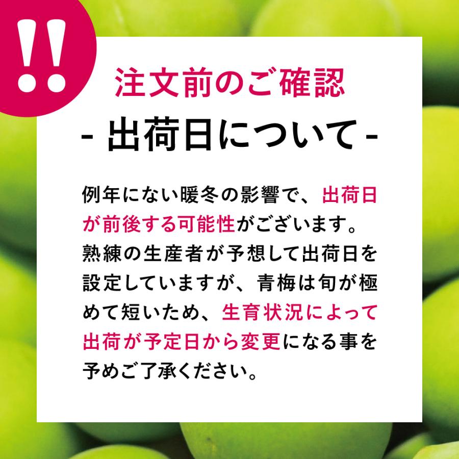 【2024年度 予約販売 6/12から順次配送 送料無料 *沖縄離島追加料金あり】 梅花の里 青梅 白加賀 5kg ｜ 生梅 梅 宮城 角田 梅酒 梅ジュース 梅シロップ 梅干し｜tohoku-kandoko｜12